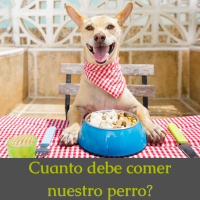 Cuanto debe comer nuestro perro