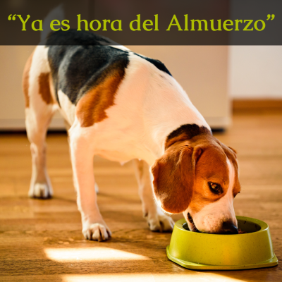 Cuanto debe comer nuestro perro (2)