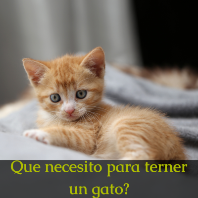 Cuanto debe comer nuestro perro (4)