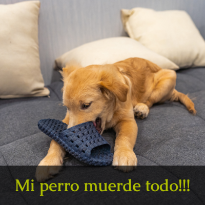 Por que mi perro muerde todo