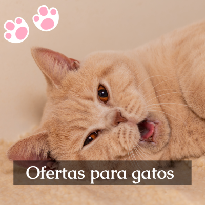 Ofertas para gatos